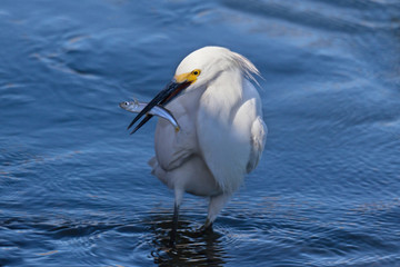 Great Egret