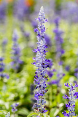 purple flower in sunlight