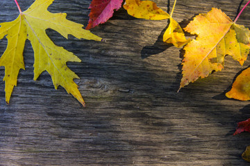 autumn background with colored leaves on wooden board