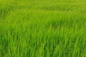 rice paddy