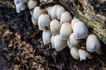 a group of white mushrooms growing in the old tree