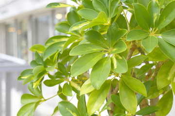 観葉植物　Foliage plant