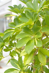 観葉植物　Foliage plant