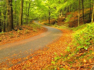 Curved path bellow beech trees in autumn forest 