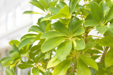 Obraz premium 観葉植物 Foliage plant