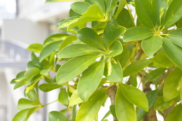 Obraz premium 観葉植物 Foliage plant