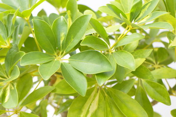 Fototapeta na wymiar 観葉植物　Foliage plant