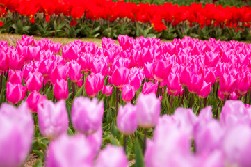 ３色のチューリップ