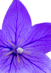 キキョウ（アップ　白抜き）