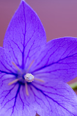 キキョウ（アップ）