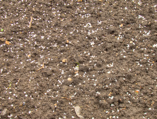 Fallen Petals on the Ground