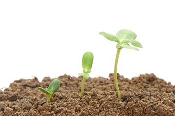 Growing plant