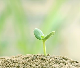 Fototapeta premium Growing plant