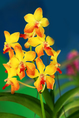 Fototapeta premium yellow orchid flowers