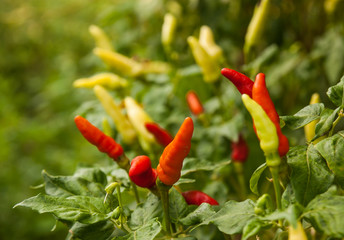 Guinea-pepper tree is red and green color in garden.