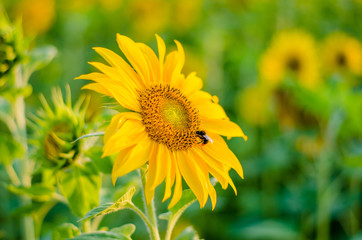 Sunflower in the sunlight - agriculture