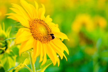 Sunflower in the sunlight