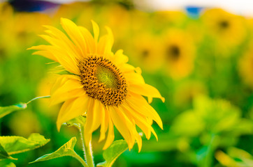 Fototapeta premium Sunflower in the sunlight