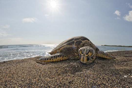 Green Turtle on sandy beach in Hawaii
