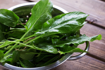 Fresh organic sorrel