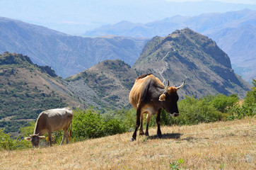 Коровы на высокогорном пастбище