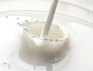 pouring milk splash isolated on white background