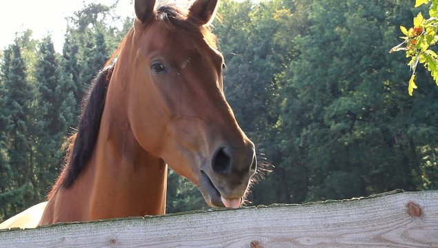 Pferd zeigt sein Gebiss