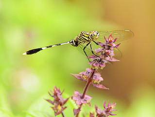 Dragonfly with beautiful wing