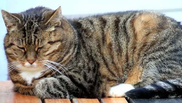 Katze sitzt entspannt auf Gartentisch