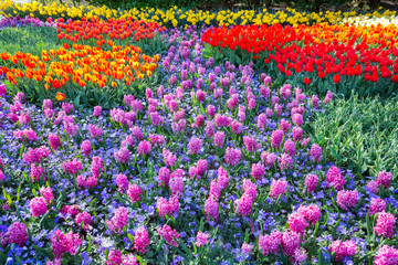 Field of pink hyacinths and red tulips