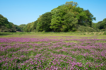 陽春の蓮華畑