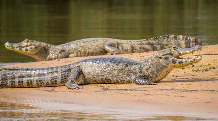 Yacare Caiman with open jaws on a sandbank in Brazilian Pantanal