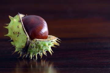 single chestnut on a dark brown table, seasonal autumn