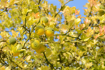Dreibl&auml;tterige Citrus
