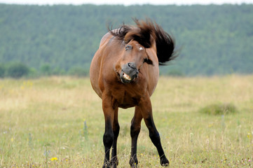 Fototapeta premium Horse.