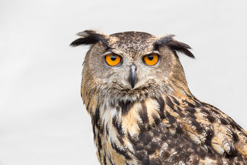 Portrait of eagle owl