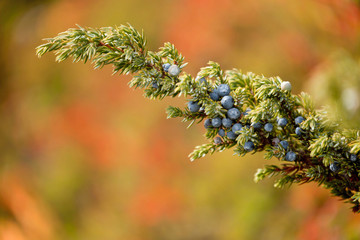 Juniper