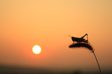 Fototapeta na wymiar Grasshoppers and foxtail