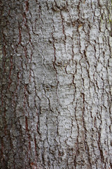 Tree Bark Over. Crust Of The forest tree