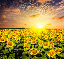 Sunflower field on susnet