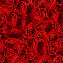 Beautiful red roses background