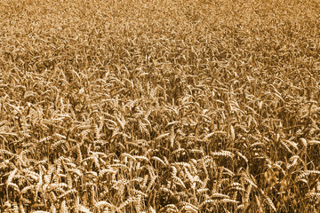 Weizenähren, Weizenfeld in Rheinland-Pfalz, Deutschland