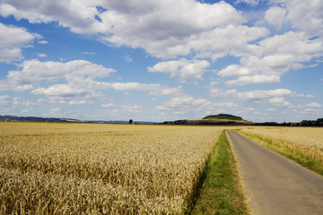 Getreidefelder in der Eifel, Rheinland-Pfalz, Deutschland