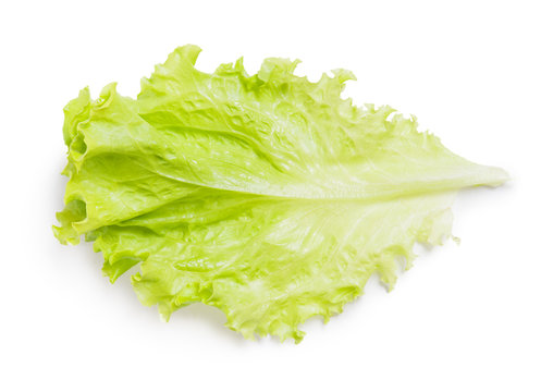 Fresh green lettuce leaf