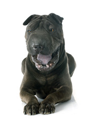shar pei