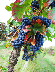Vineyard, grape harvest.