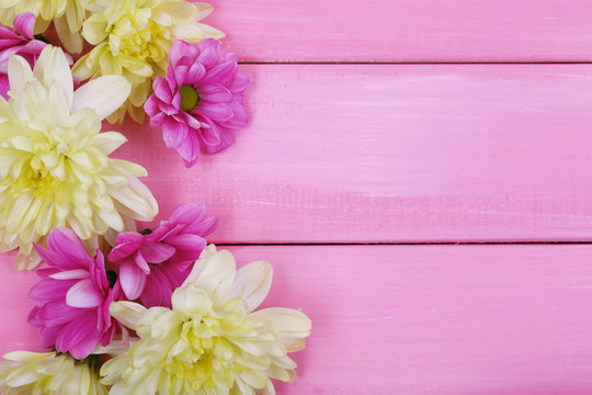 beautiful chrysanthemum flowers on pink wooden background