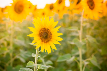 Sunflower field