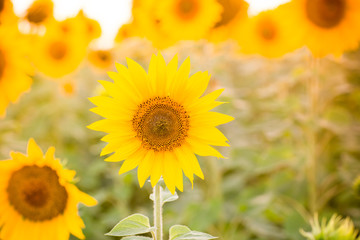 Obraz premium Sunflower field
