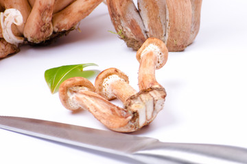 Armillaria mellea on white